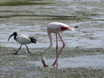 West Coast NP